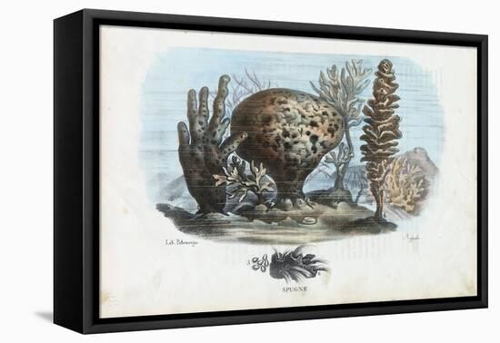 Sponges, 1863-79-Raimundo Petraroja-Framed Stretched Canvas