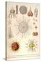 Spongospaera Heliodes and Others-Ernst Haeckel-Stretched Canvas