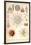 Spongospaera Heliodes and Others-Ernst Haeckel-Framed Art Print