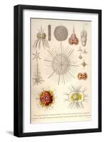 Spongospaera Heliodes and Others-Ernst Haeckel-Framed Art Print