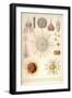 Spongospaera Heliodes and Others-Ernst Haeckel-Framed Art Print