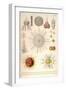 Spongospaera Heliodes and Others-Ernst Haeckel-Framed Art Print