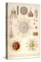 Spongospaera Heliodes and Others-Ernst Haeckel-Stretched Canvas