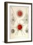 Spongospaera Streptacantha and Dictyosoma Trigonizon-Ernst Haeckel-Framed Art Print