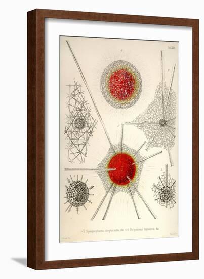 Spongospaera Streptacantha and Dictyosoma Trigonizon-Ernst Haeckel-Framed Art Print