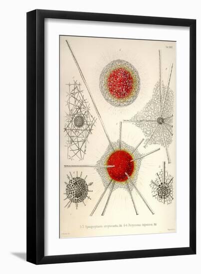 Spongospaera Streptacantha and Dictyosoma Trigonizon-Ernst Haeckel-Framed Art Print