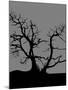 Spooky Tree Joanne Paynter-Joanne Paynter Design-Mounted Giclee Print