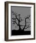 Spooky Tree Joanne Paynter-Joanne Paynter Design-Framed Premium Giclee Print