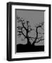 Spooky Tree Joanne Paynter-Joanne Paynter Design-Framed Premium Giclee Print