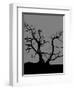 Spooky Tree Joanne Paynter-Joanne Paynter Design-Framed Premium Giclee Print