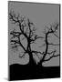 Spooky Tree Joanne Paynter-Joanne Paynter Design-Mounted Premium Giclee Print