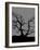 Spooky Tree Joanne Paynter-Joanne Paynter Design-Framed Giclee Print