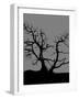 Spooky Tree Joanne Paynter-Joanne Paynter Design-Framed Giclee Print