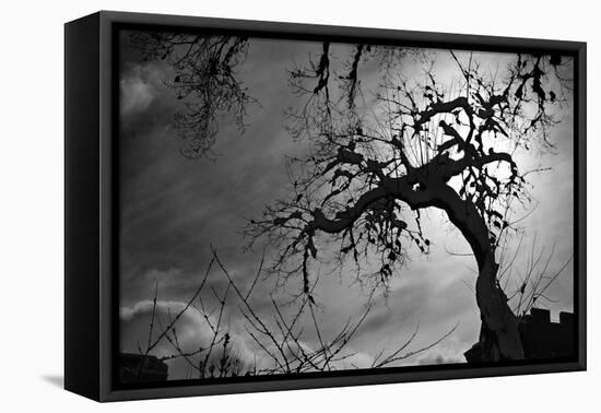 Spooky Tree-null-Framed Stretched Canvas