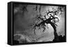 Spooky Tree-null-Framed Stretched Canvas