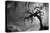 Spooky Tree-null-Stretched Canvas