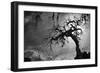 Spooky Tree-null-Framed Photo