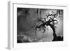 Spooky Tree-null-Framed Photo