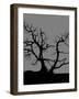 Spooky Tree-Joanne Paynter Design-Framed Giclee Print