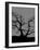 Spooky Tree-Joanne Paynter Design-Framed Giclee Print