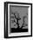 Spooky Tree-Joanne Paynter Design-Framed Premium Giclee Print