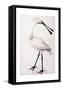 Spoonbill, 1777-Sarah Stone-Framed Stretched Canvas