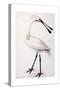 Spoonbill, 1777-Sarah Stone-Stretched Canvas