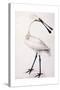 Spoonbill, 1777-Sarah Stone-Stretched Canvas