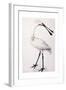 Spoonbill, 1777-Sarah Stone-Framed Giclee Print