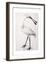 Spoonbill, 1777-Sarah Stone-Framed Giclee Print