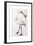 Spoonbill, 1777-Sarah Stone-Framed Giclee Print