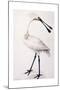 Spoonbill, 1777-Sarah Stone-Mounted Giclee Print