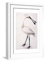 Spoonbill, 1777-Sarah Stone-Framed Giclee Print