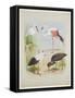 Spoonbill, Flamingo and Storke, C.1915 (W/C & Bodycolour over Pencil on Paper)-Archibald Thorburn-Framed Stretched Canvas