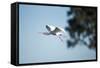Spoonbill in Flight, Moremi Game Reserve, Botswana-Paul Souders-Framed Stretched Canvas