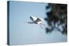 Spoonbill in Flight, Moremi Game Reserve, Botswana-Paul Souders-Stretched Canvas