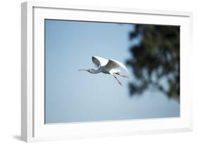 Spoonbill in Flight, Moremi Game Reserve, Botswana-Paul Souders-Framed Photographic Print