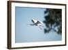 Spoonbill in Flight, Moremi Game Reserve, Botswana-Paul Souders-Framed Photographic Print