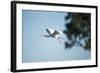 Spoonbill in Flight, Moremi Game Reserve, Botswana-Paul Souders-Framed Photographic Print