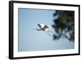 Spoonbill in Flight, Moremi Game Reserve, Botswana-Paul Souders-Framed Photographic Print