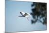 Spoonbill in Flight, Moremi Game Reserve, Botswana-Paul Souders-Mounted Photographic Print