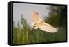 Spoonbill (Platalea Leucorodia) Adult in Flight, Netherlands, June 2009-Hamblin-Framed Stretched Canvas