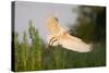 Spoonbill (Platalea Leucorodia) Adult in Flight, Netherlands, June 2009-Hamblin-Stretched Canvas