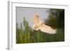 Spoonbill (Platalea Leucorodia) Adult in Flight, Netherlands, June 2009-Hamblin-Framed Photographic Print