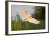 Spoonbill (Platalea Leucorodia) Adult in Flight, Netherlands, June 2009-Hamblin-Framed Photographic Print