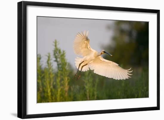 Spoonbill (Platalea Leucorodia) Adult in Flight, Netherlands, June 2009-Hamblin-Framed Photographic Print