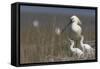 Spoonbill (Platalea Leucorodia) at Nest with Two Chicks, Texel, Netherlands, May 2009-Peltomäki-Framed Stretched Canvas