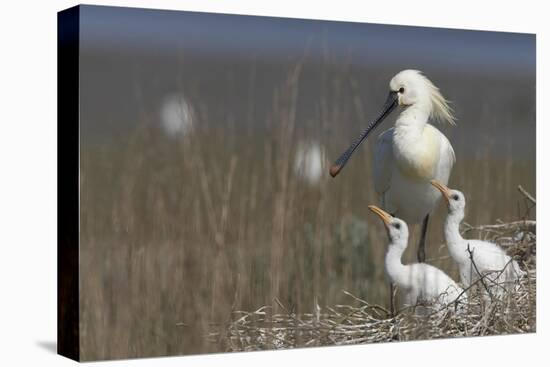 Spoonbill (Platalea Leucorodia) at Nest with Two Chicks, Texel, Netherlands, May 2009-Peltomäki-Stretched Canvas