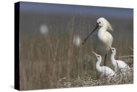 Spoonbill (Platalea Leucorodia) at Nest with Two Chicks, Texel, Netherlands, May 2009-Peltomäki-Stretched Canvas