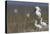 Spoonbill (Platalea Leucorodia) at Nest with Two Chicks, Texel, Netherlands, May 2009-Peltomäki-Stretched Canvas